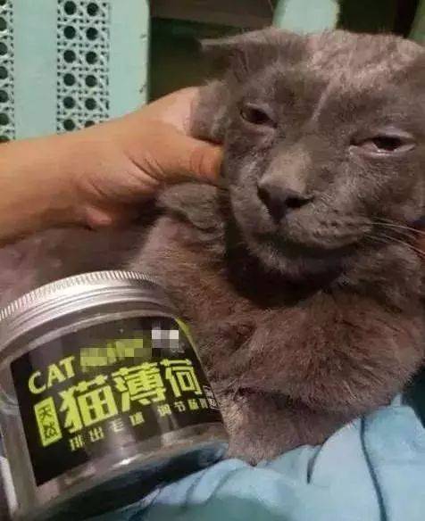 猫薄荷网网络语什么意思？（吸毒的人喜欢养猫）