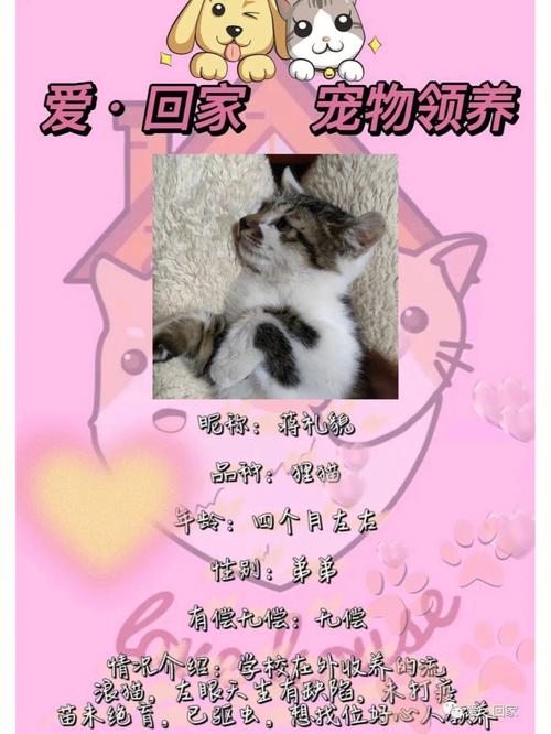 家园怎么领养猫咪？（领养猫咪手续）