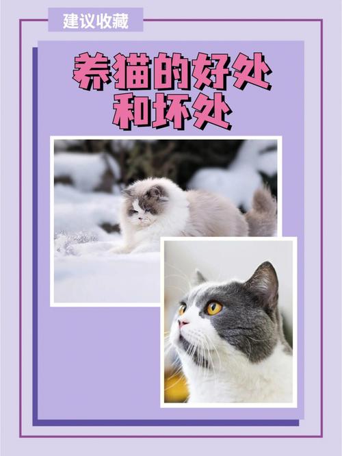 便利店养猫的好处和坏处？（梦到为养猫争执）