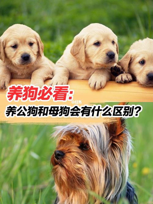 养狗的人叫什么称呼？（铲屎官养的狗）