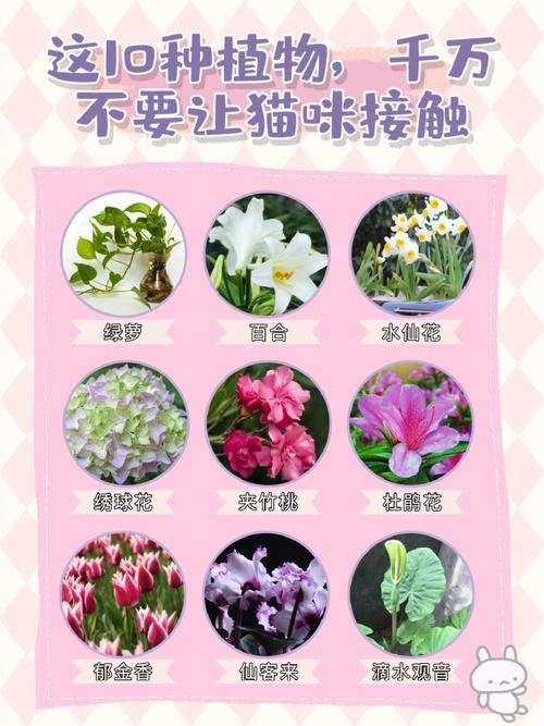 养猫能种郁金香吗？（养猫植物禁忌什么）