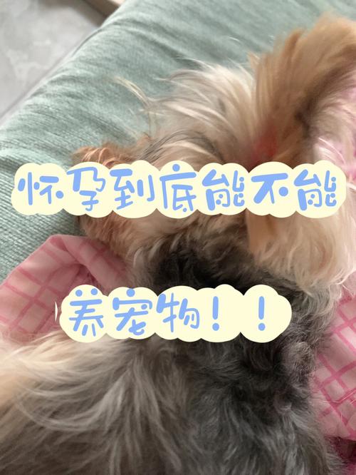 怀孕期间可以养猫和狗吗？（孕妇养狗感染的几率）