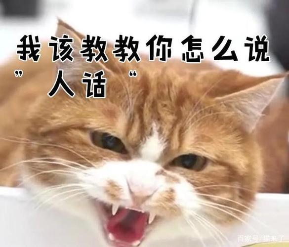 发朋友圈猫咪幽默搞笑句子？（养猫主人的搞笑）