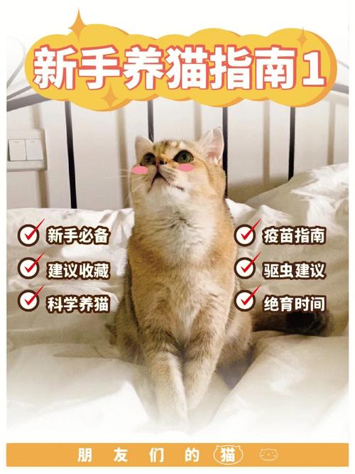 新手一开始怎么养猫？（新手养猫先干嘛）