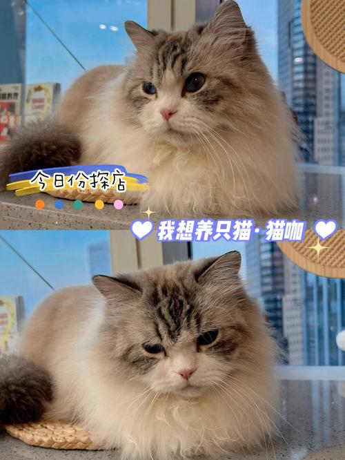 家里养的猫老是想出去怎么办？（我想玩养猫咪）