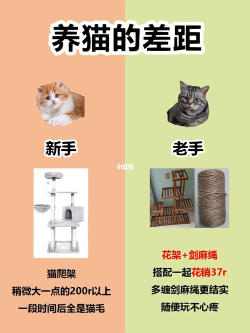 必须养猫的十大理由？（养猫的人的体验）