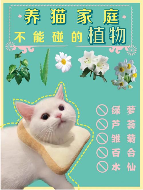 猫咪不能共养哪些植物和花？（什么植物不宜养猫）