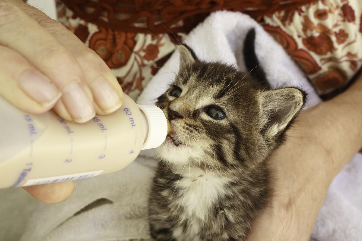 猫咪喝宠物羊奶粉会上火吗？（养猫之后上火）