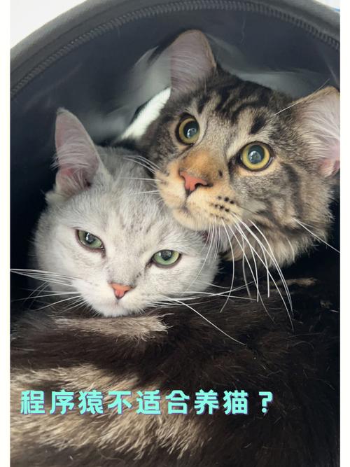 家人不给养猫怎么办？（全家反对养猫咪）