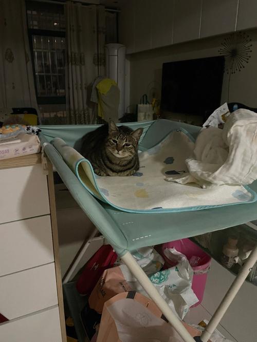 家里有小孩可以养猫吗？（父母养猫洗澡吗）