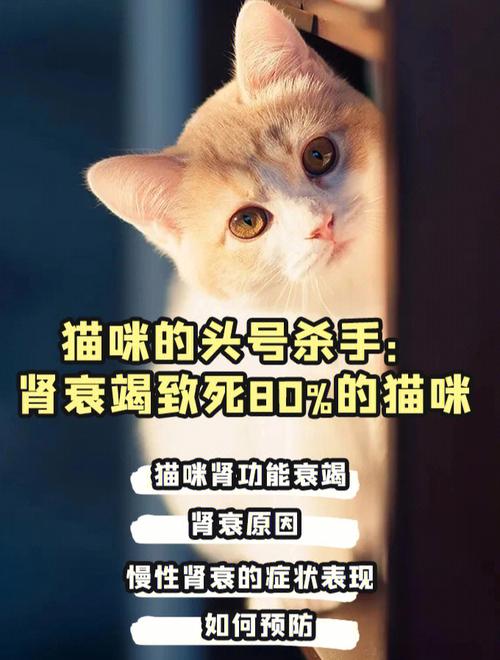 猫咪慢性肾衰竭可以吃中药救治吗？（肾病可以养猫猫）