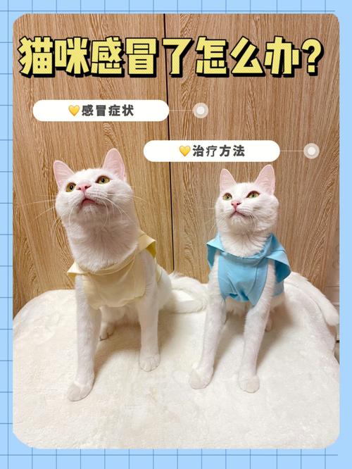 小猫咪感冒了怎么在家里处理？（家养猫预防感冒）