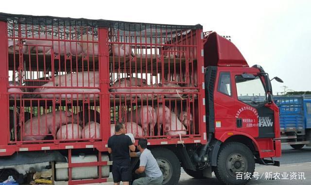 从东北往外地调运猪需要什么手续？（东北生猪跨省调运）