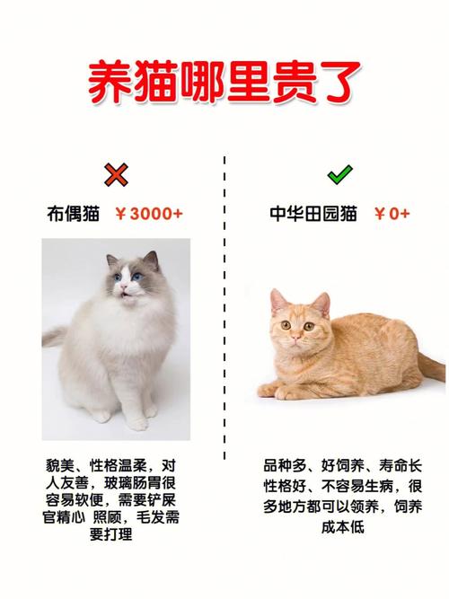 养猫贵还是养猪贵？（什么猪场不能养猫）