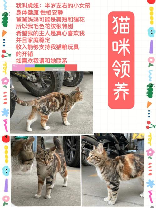 58猫咪我怎样发布猫咪领养帖子？（怎么发领养猫）