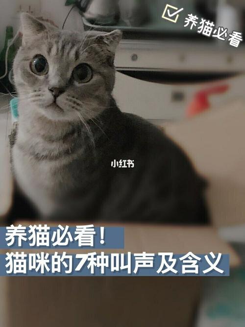 你知道猫怎么叫的吗梗？（怎么养猫怎么叫）