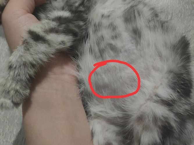 小猫肚子鼓鼓的走路不稳还发紫？（养猫过敏腿上发紫）