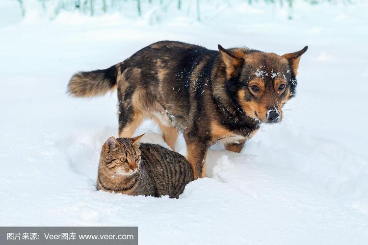 下雪猫狗会冷吗？（很冷怎么养猫狗）