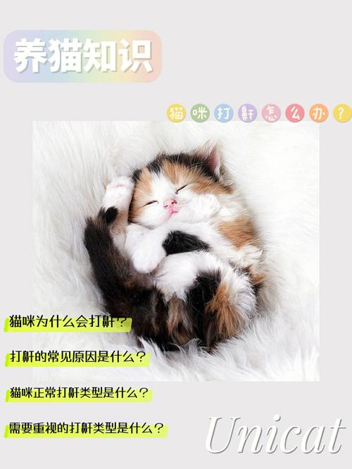 不会养猫怎么办？（教教我怎么养猫）