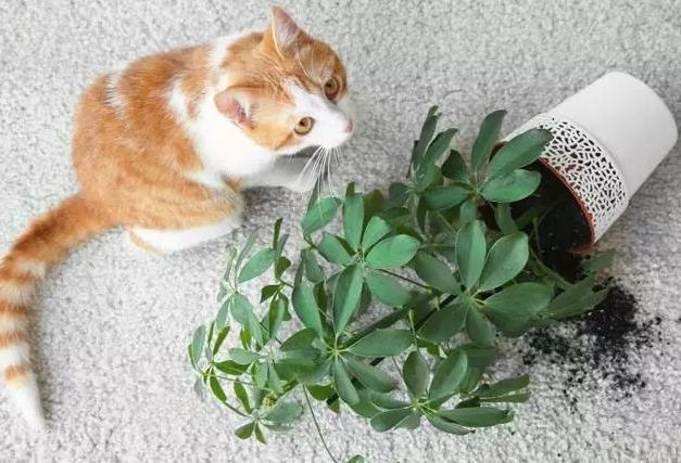 养猫又想养绿植怎么办？（家里养猫破坏植物）