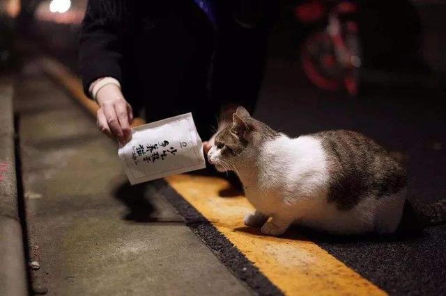 捡到的流浪猫很虚弱不吃饭怎么办？（流浪大爷养猫图片）