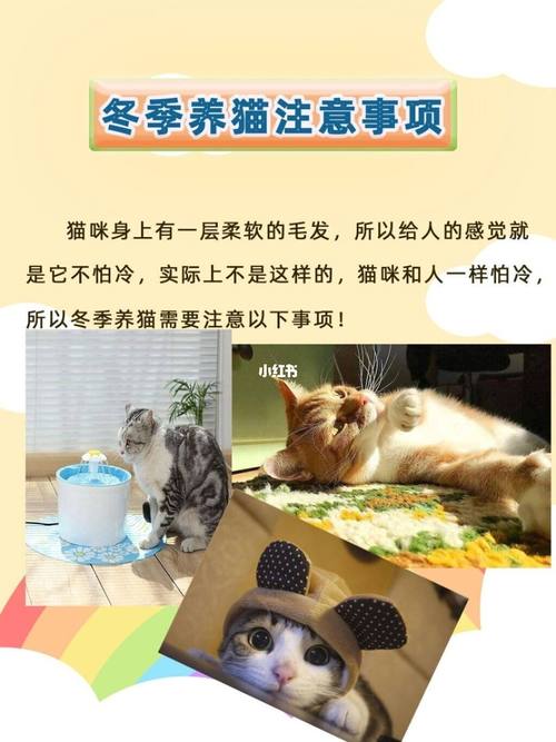 养猫最忌讳的五件事？（农村养猫民间讲究）