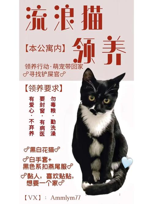 怎么认领流浪猫？（线上领养猫流程）