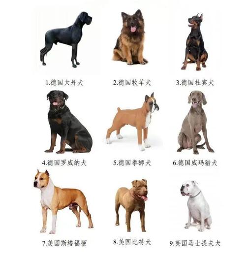 十大禁养犬之一？（十大不养狗）