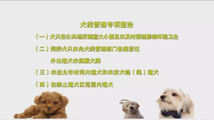 遛犬管理办法？（七月半养狗）