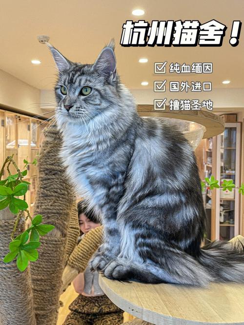 西甲猫什么意思？（西班牙收养猫猫）