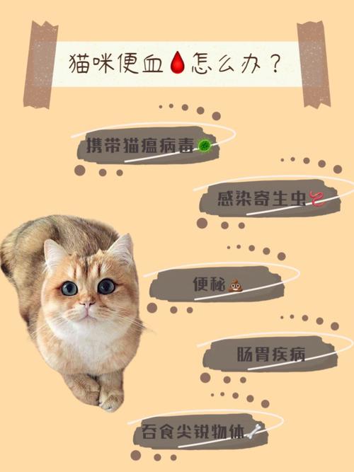 猫咪便血怎么办？（养猫卖猫血）