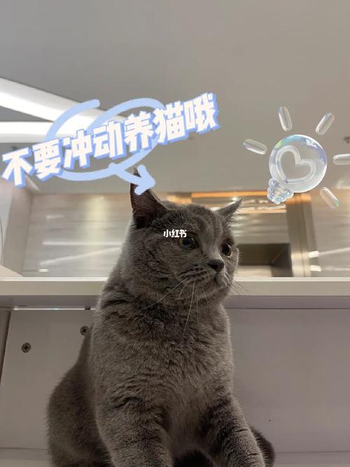 怎么给猫咪增加光照？（欢迎使用智能养猫）