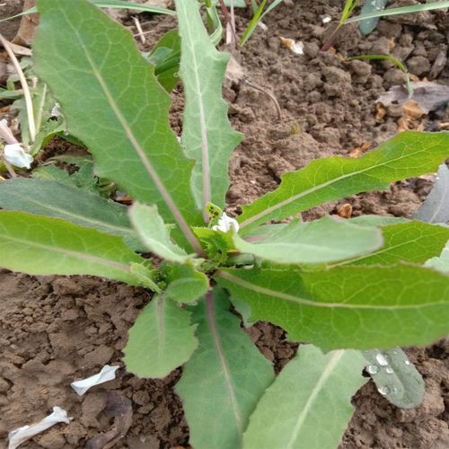 福建苦菜是什么植物？（号铜山生猪价格）