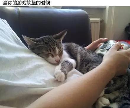 两个人养猫会增加感情？（情侣软件养猫猫）