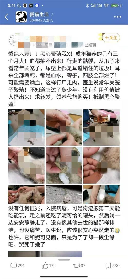 送养猫的时候怎样辨别他到底是不是猫贩子？急！求好心人回答？（怎么求领养猫）