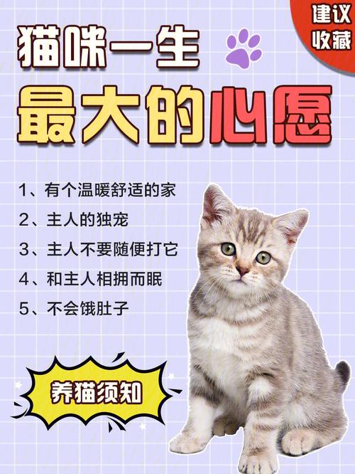 一只想飞的猫它的愿望是什么？（母亲养猫的心愿）