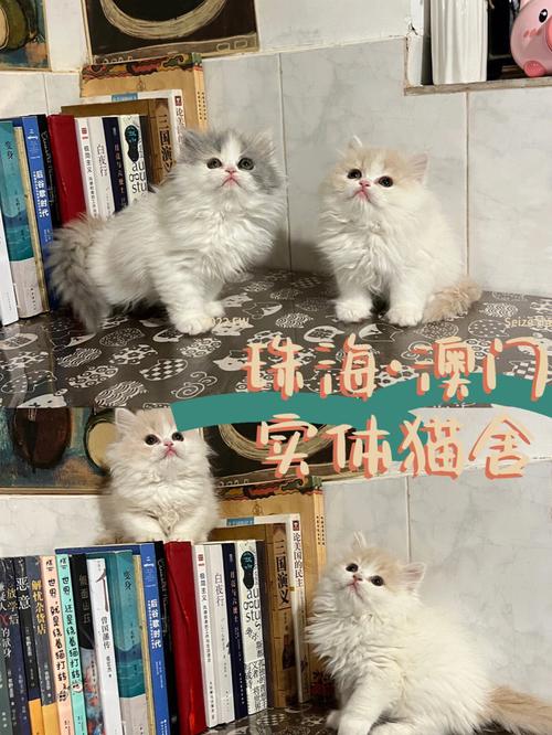 澳门养猫规定？（澳门夫妇养猫视频）