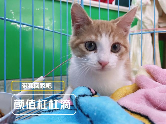 南京哪里有领养猫咪不要钱的？（南京领养猫猫）