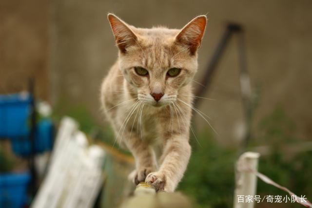 小猫有什么本领和特点？（自己养猫的特点）