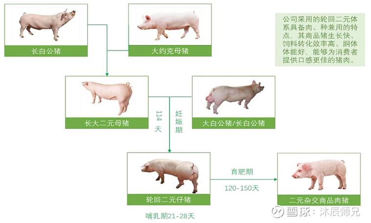 为什么要引进转基因猪？（生猪育种技术现状）