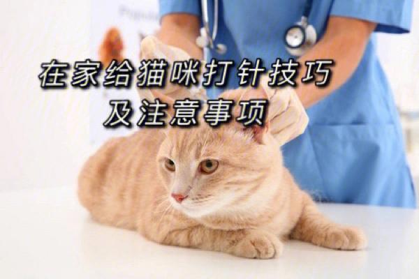 给猫猫打针的学问大，为猫咪打针需注意什么？（家养猫怎么打针）