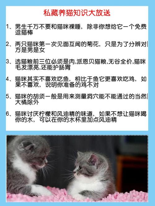 如何让猫变得很乖？（怎么养猫成长快点）