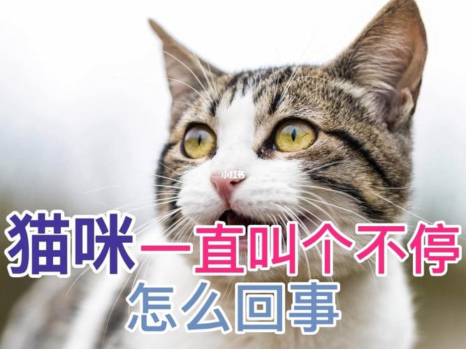 小猫一直叫个不停怎么让它不叫？（不让养猫怎么安慰）