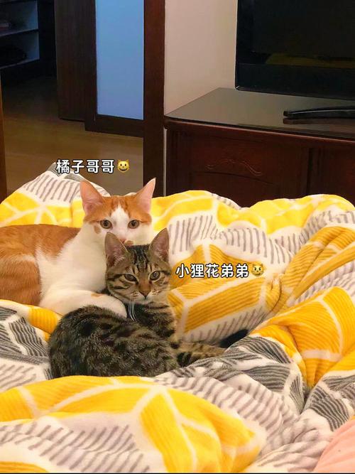 怎么跟我妈妈说我要一只猫？给10个理由？（老妈养猫视频下载）