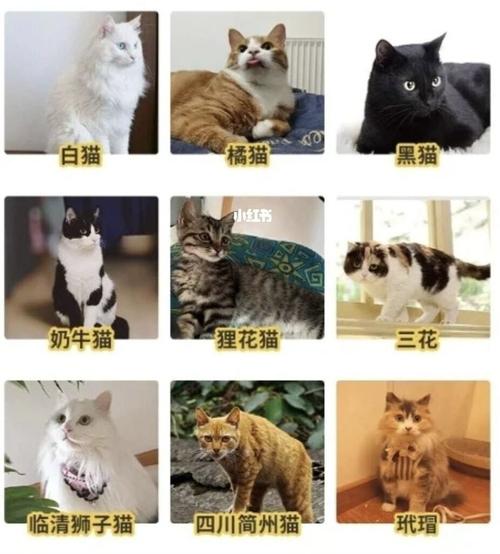 养猫选择？（养猫怎么挑选好）