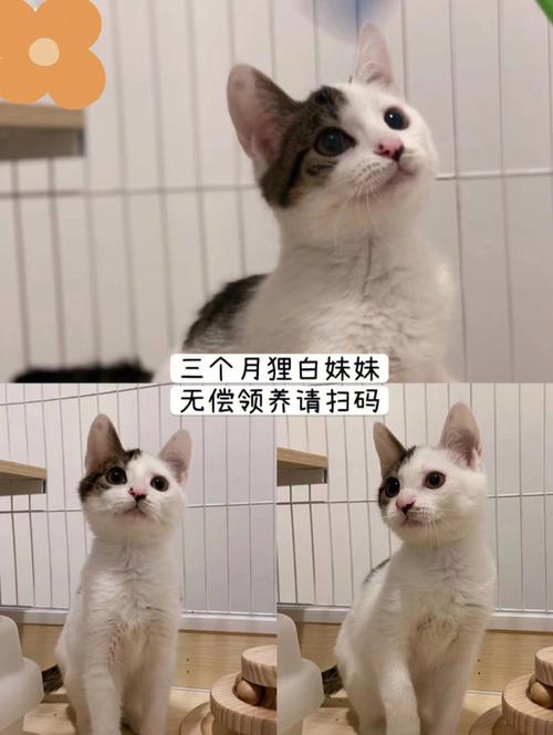 小红书上免费领养猫咪是真的吗？（9.9领养猫猫）