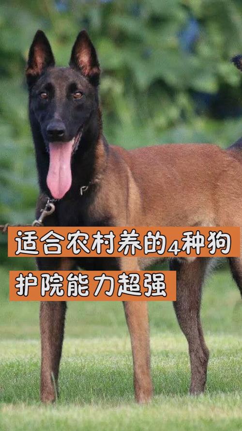 什么狗适合在农村养？（养狗草）