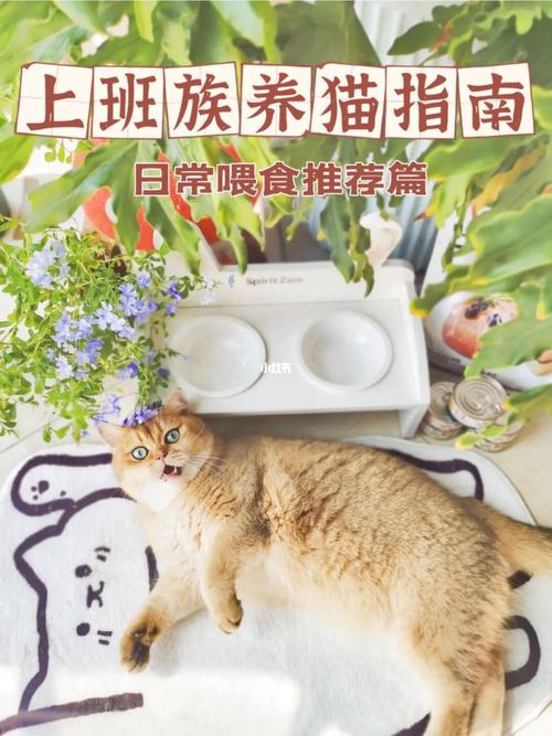 上班族如何养猫？（怎么养猫最好吃）