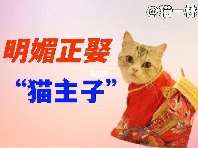 古人养猫为什么要给聘礼？（给我们养猫了）