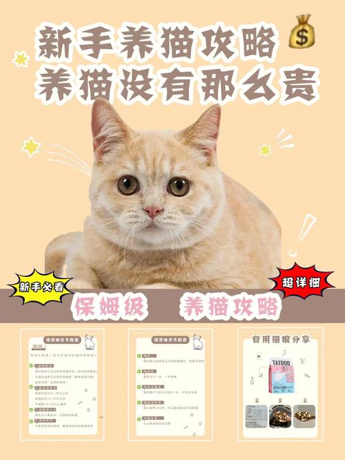 为什么说养猫烧钱？（养猫要哪些费用）